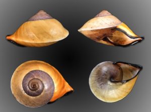 Rhynchotrochus taylorianus - Rare!