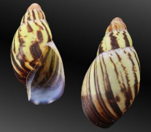 Archachatina camerunensis	- Pretty specimen