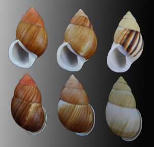 Amphidromus heerianus - Nice set