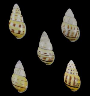 Amphidromus inconstans - Variation! Best set!