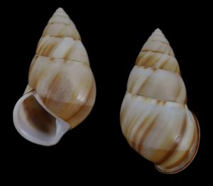 Amphidromus inversus inversus