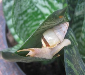 Amphidromus porcellanus - Live snail picture