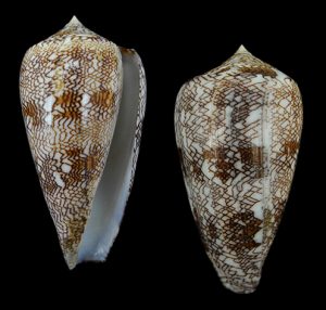 Conus abbas johnabbasi - Large and good quality