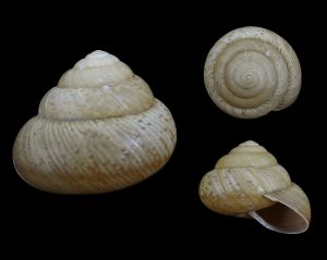 Asperitas trochus rareguttata - Rare