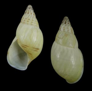 Amphidromus abbasi - Rare!