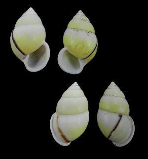 Amphidromus atricallosus atricallosus - Sinistral & dextral set