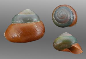 Asperitas bimaensis - rare dark colour