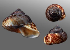 Cyclophorus kibleri