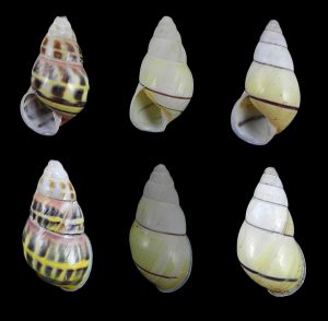 Amphidromus rottiensis - variation set