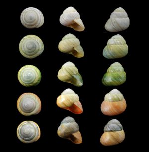 Asperitas bimaensis cochlostyloides - Set of 5!