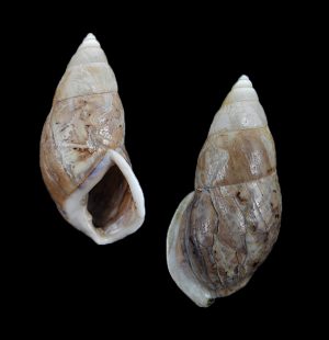 Amphidromus bulowi bulowi - unique, one of a kind