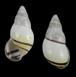 Amphidromus contrarius suspectus