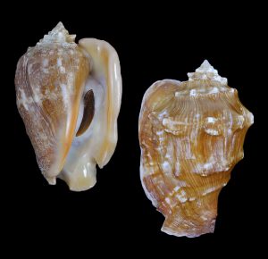 Persististrombus latus - nice specimen