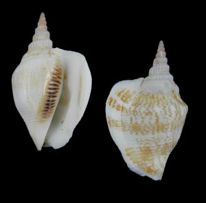 Dolomena plicatus sibbaldi - Nice!