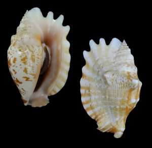 Sinustrombus sinuatus - Beautiful!