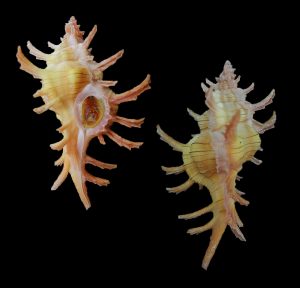 Chicoreus aculeatus - Large & nice