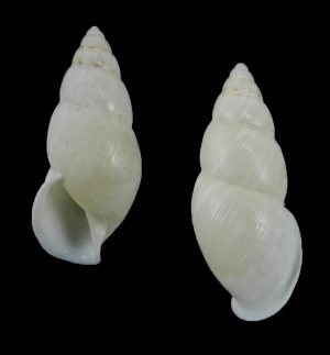 Amphidromus beccarii - Very rare!