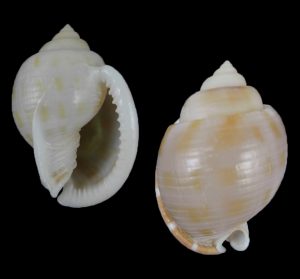 Semicassis canaliculata - Nice specimen