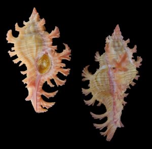 Chicoreus nobilis