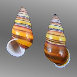 Amphidromus laevus nusleti - Exceptional dark!