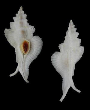 Pterynotus alatus - Big and nice!