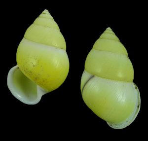 Amphidromus atricallosus atricallosus - Sinistral!