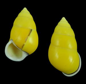 Amphidromus perversus butoti -Uncommon pure yellow form