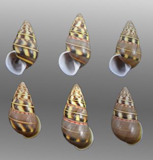 Amphidromus filozonatus - Superb set!