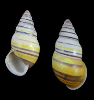 Amphidromus laevus janetabbasae - rarely offered!