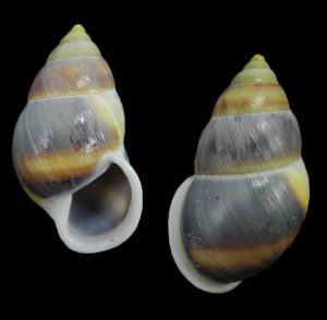 Amphidromus jeffabbasorum - superb colour!