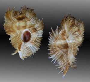 Chicoreus miyokoae   - Nice!