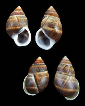 Amphidromus heerianus f. poecilus - Nice pair dextral & sinistral!