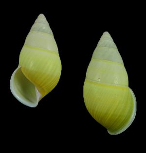 Amphidromus setzeri - Nice!