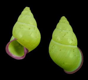 Amphidromus stevenliei - Beautiful!