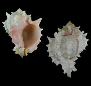 Hexaplex erythrostomus - Nice!