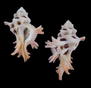 Pterynotus martinetanus - Beautiful!