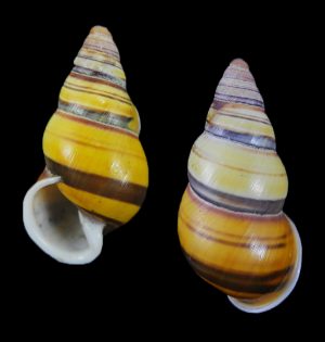 Amphidromus laevus nusleti - Stripey form