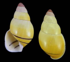 Amphidromus richardi