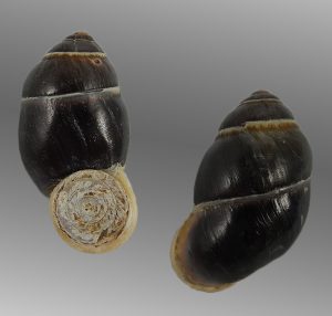 Pollicaria rochebruni - uncommon