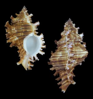 Chicoreus torrefactus - Large!