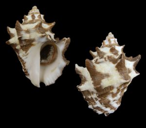 Menathais tuberosa  - Long spines
