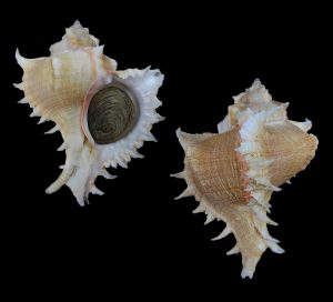 Chicoreus virgineus - the best! Outstanding colour and quality!