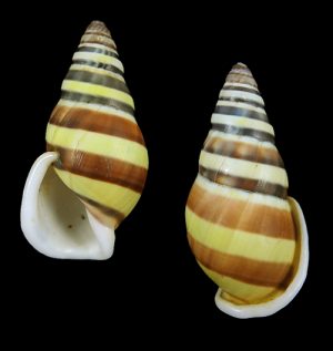 Amphidromus calvinabbasi - New species from Ofu!