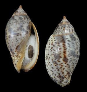 Harpulina lapponica - Uncommon dark form