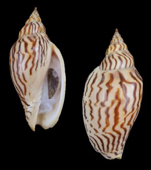 Harpulina loroisi - Very nice selected pattern