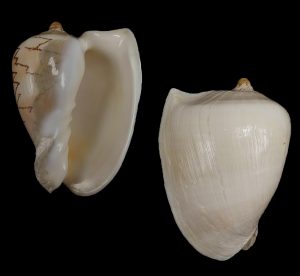 Cymbiola nobilis - Rare patternless dorsum!