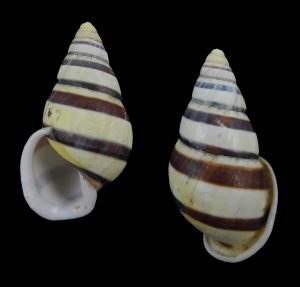 Amphidromus calvinabbasi - New species from Ofu!