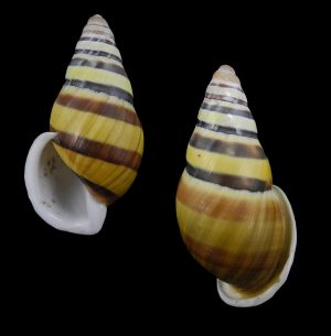 Amphidromus calvinabbasi - New species from Ofu!