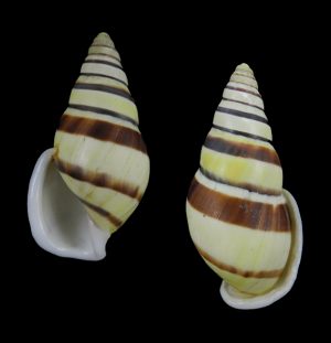 Amphidromus calvinabbasi - New species from Ofu!