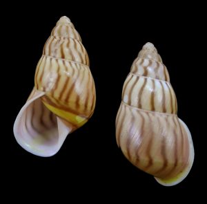 Amphidromus jacobsoni - Beautiful pattern!